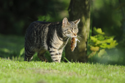 Nice domestic cat carrying small rodent prey in natural garden environment background