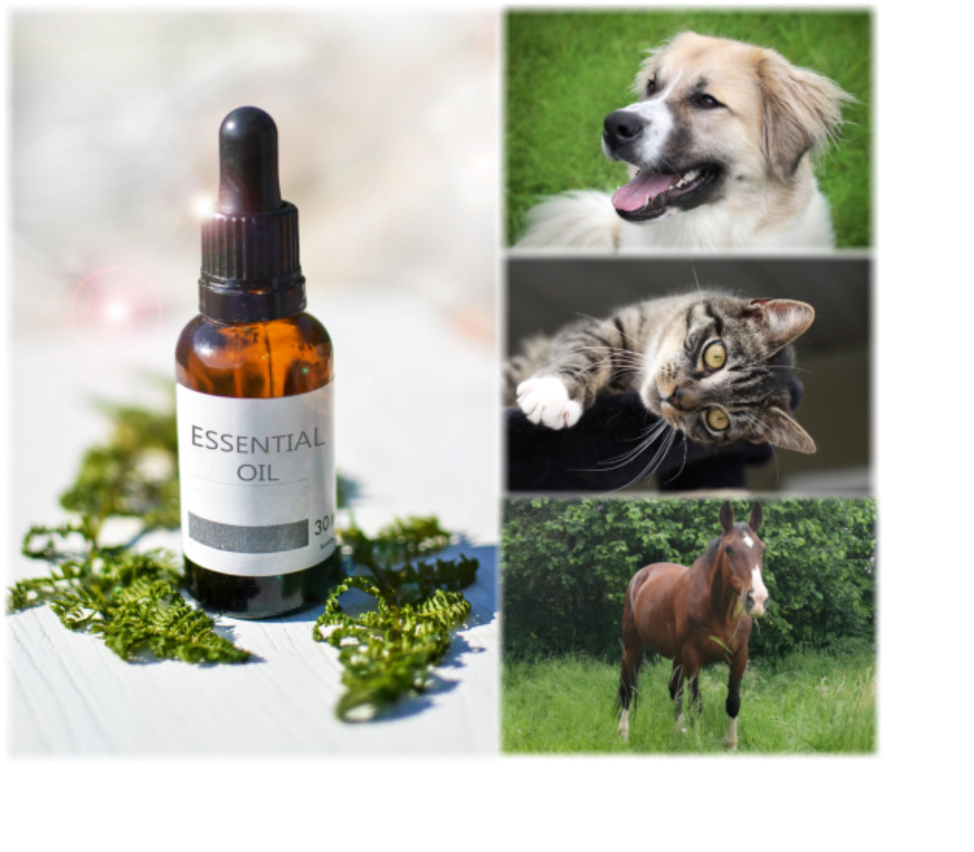 Aromatherapie_Tiere