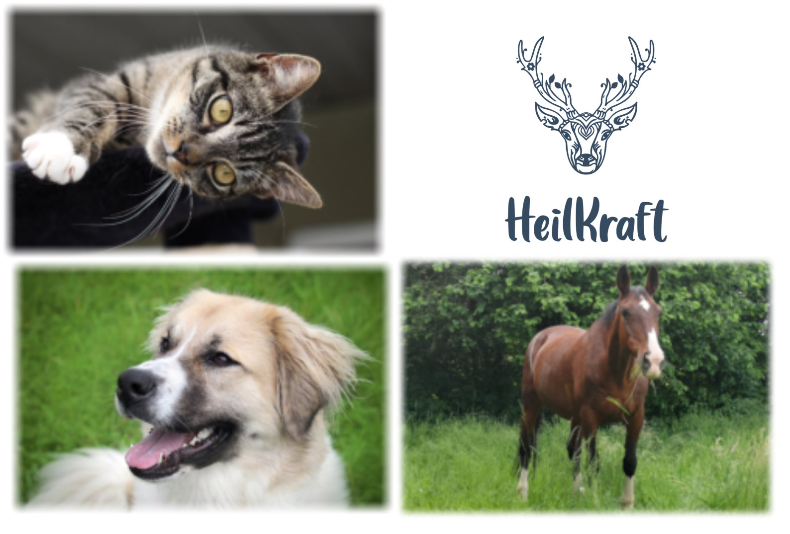 Heilkraft_Hund_Katze_Pferd