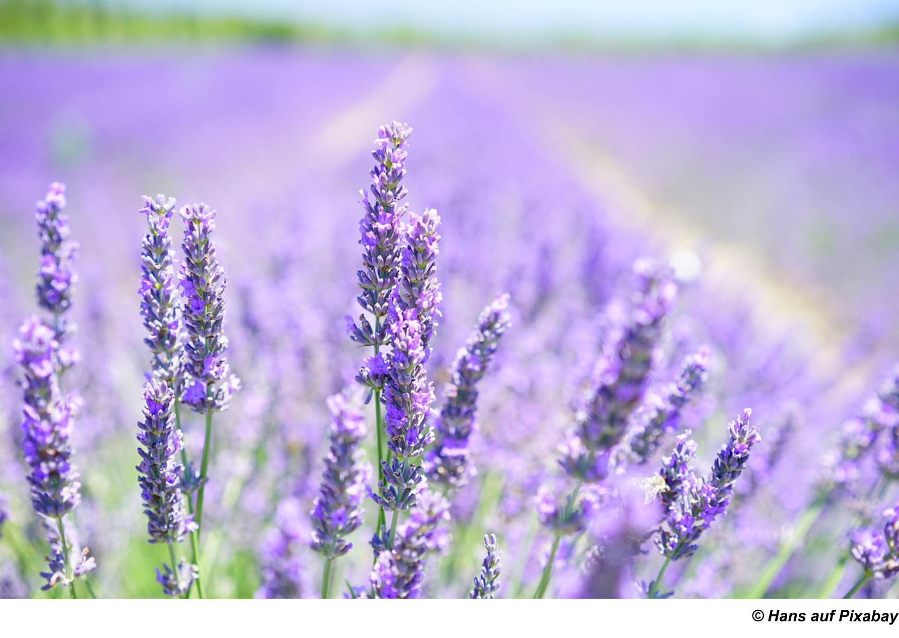 Lavendelfeld